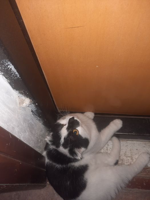 Котёнок 6 месяцев. Пол мальчик