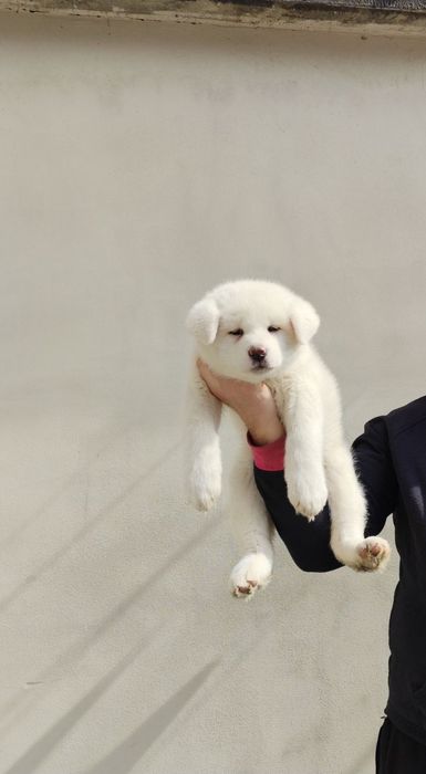 Японска акита ину