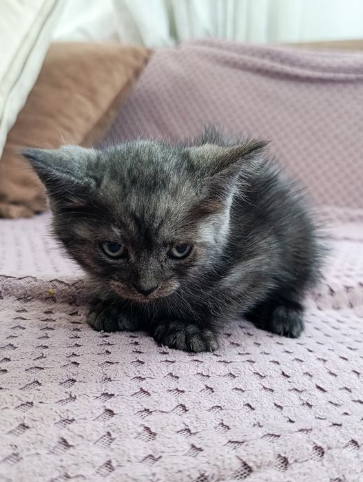 Отдадим котят в добрые руки