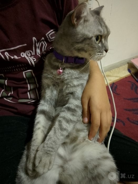 Mushuk sotiladi, zotdor