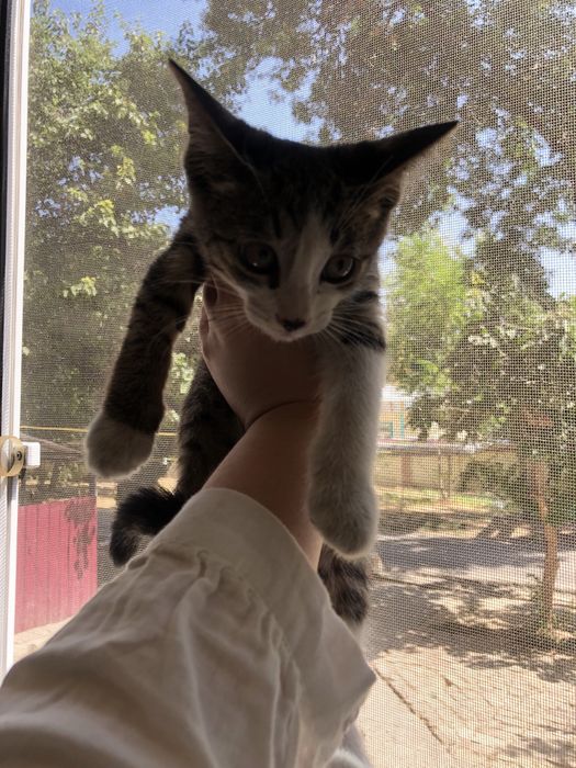 Отдам котенка в добрые руки