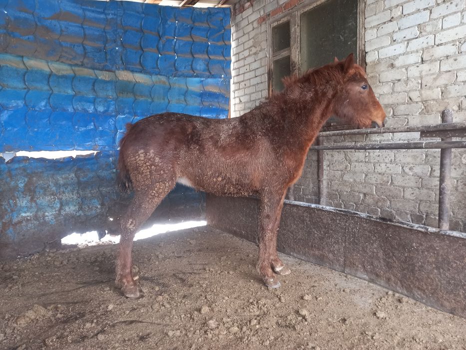 Продам жеребчика и кобылку