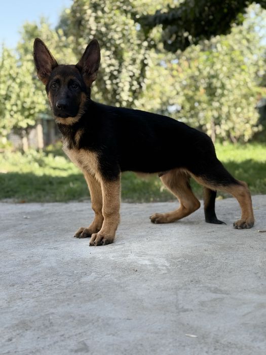 Алиментный щенок немецкой овчарки.