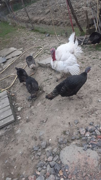 Curca și ouă  de vânzare  pt a fi closca