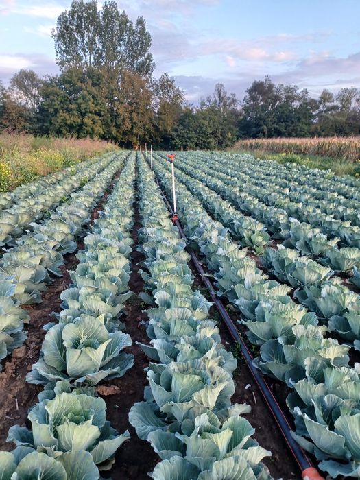 Vând varza de toamna