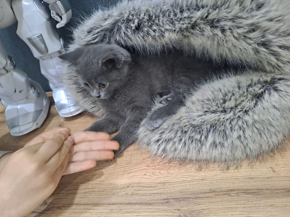 Красавчик британец