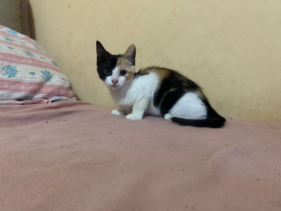 Donez pisicuta de aprox. 4 luni