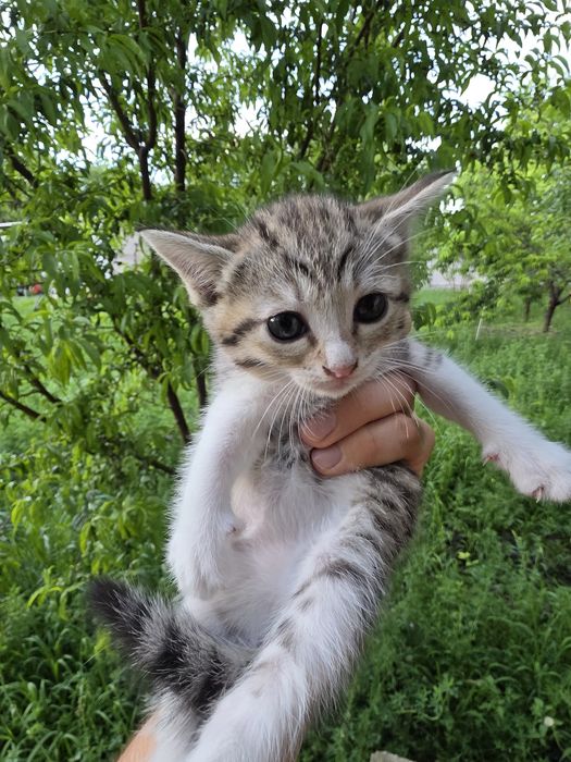 Котята отдаются даром Mushukchalar bepulga