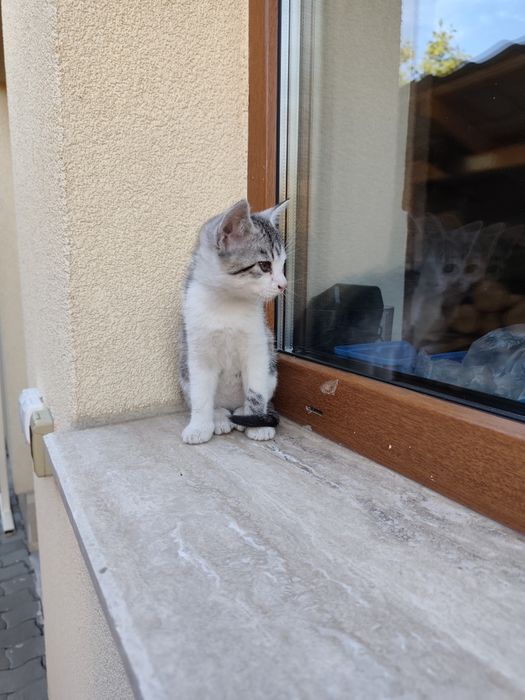 Donez 2 pui de pisică