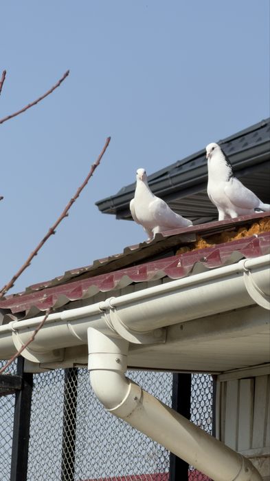 Голуби. Белая Иран голубка