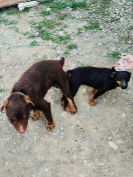 Вязка собак. Не продажа