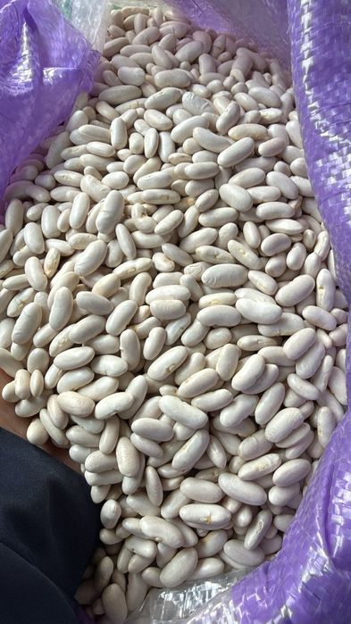 Fasole pestriță Fasole egipt