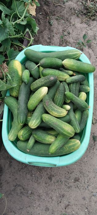 Продам огурцы свежие
