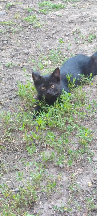 Милые и смышленные котята