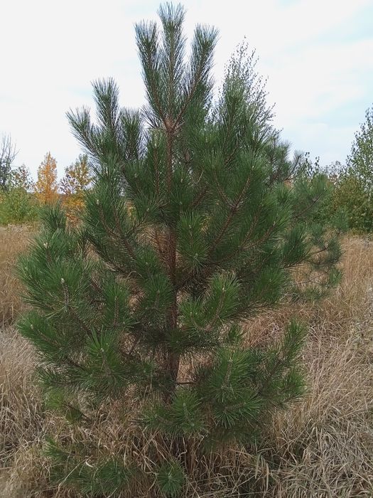 Сосны  крымские и обычные