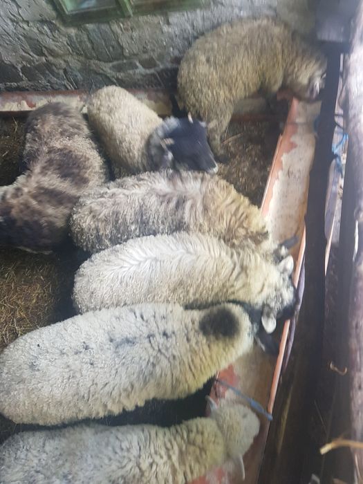 Miei de vanzare Paste sau prasila