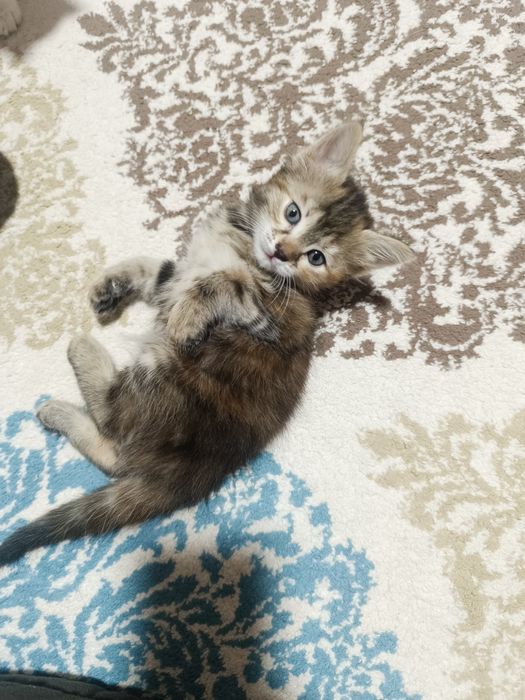 Отдам котят в добрые руки