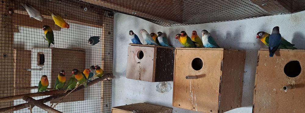 Papagali cantatori ,Nimfe,Micul si Marele Alexandru, Rossela, Agaponis