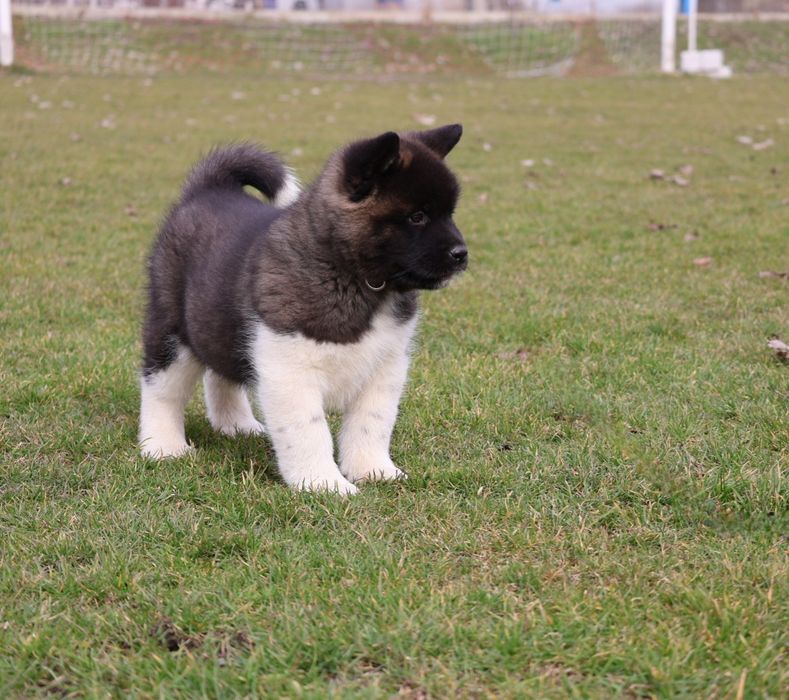 Femela akita american