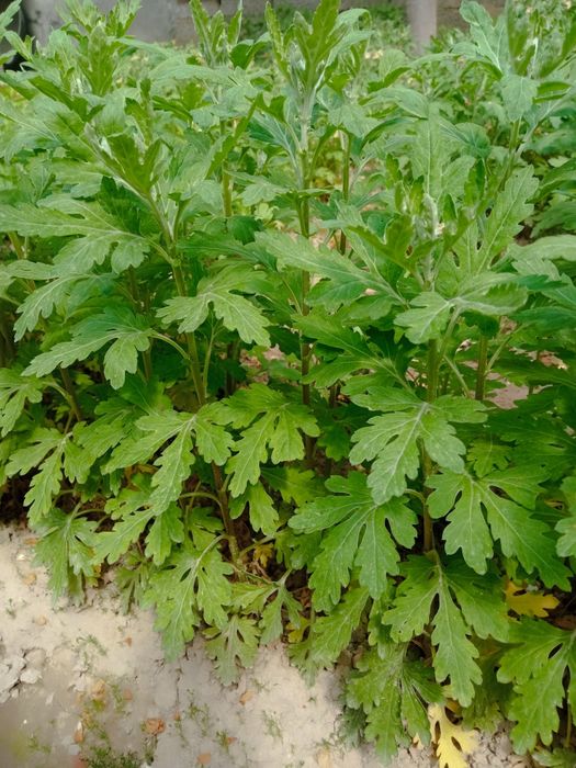 Хризантема гул кучаталири