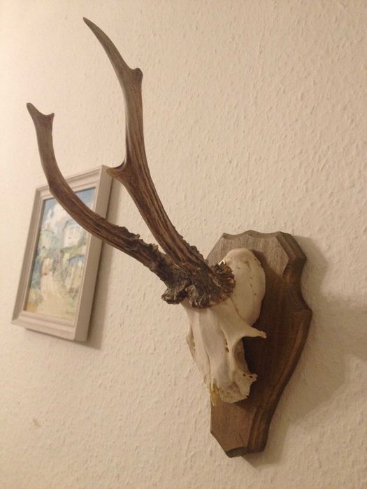 Немски трофеи диво прасе, сръндак/Чинии ловна тематика