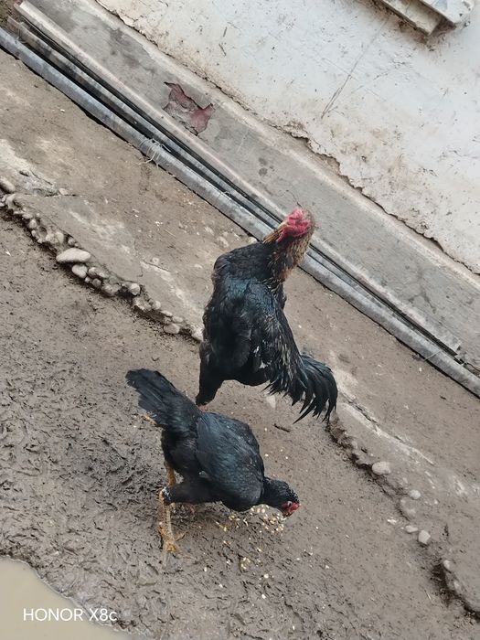 Сотилади дакан хороз