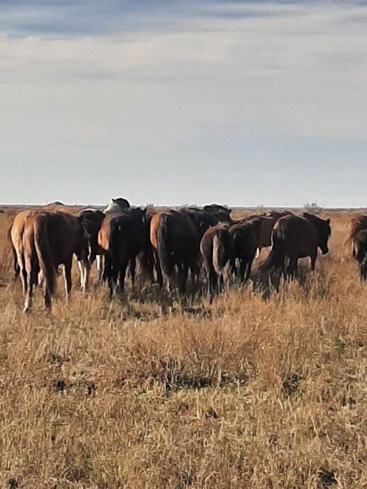 Соғымдық семіз жылқылар сатылады