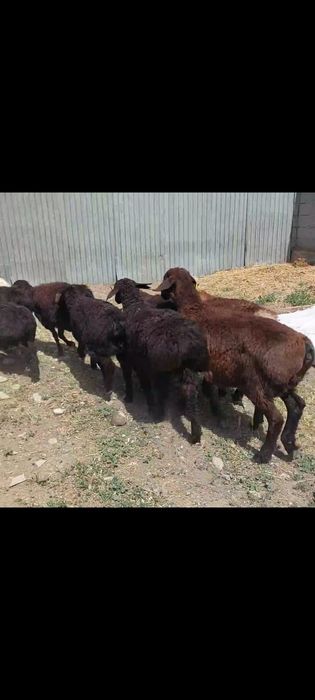 Токты. Кой.тусак.кошкар