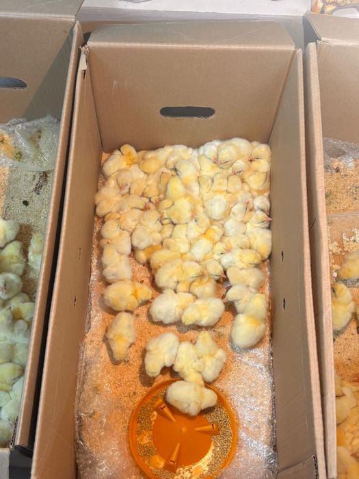 Бройллер балапан