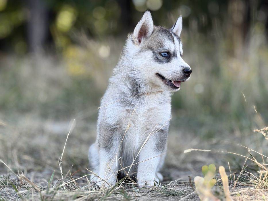 Femela rasa Husky Siberian!