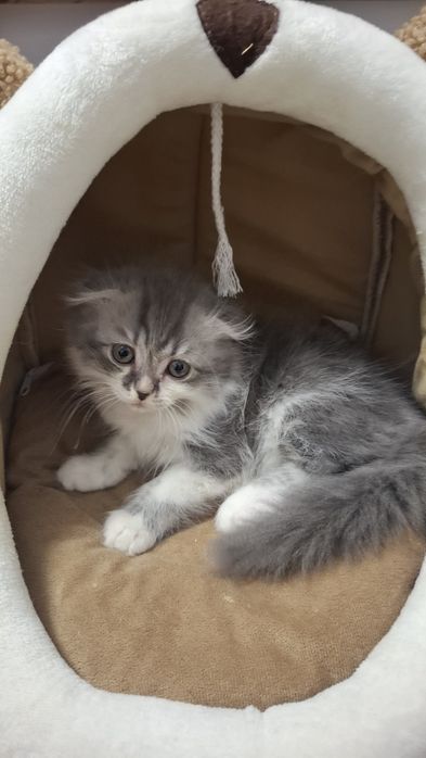 Хэйланд фолд мушук