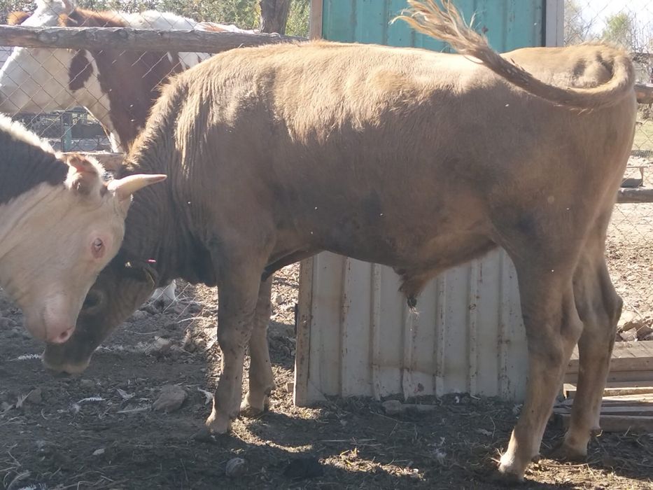 Продаются бычки срочно срочно