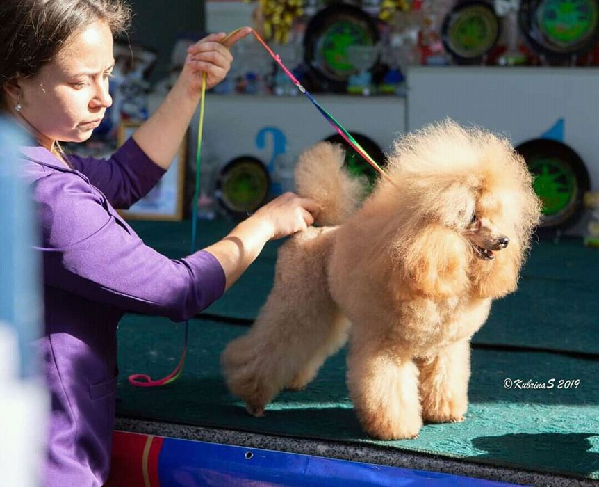 Вязка. Карликовый пудель.