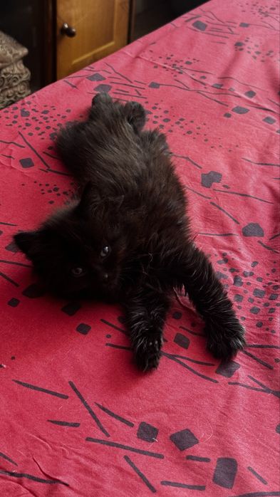 Отжам котят в доьрые руки