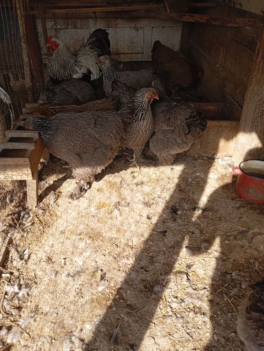 Vând ouă de găini de rasa foarte frumoase de rasă