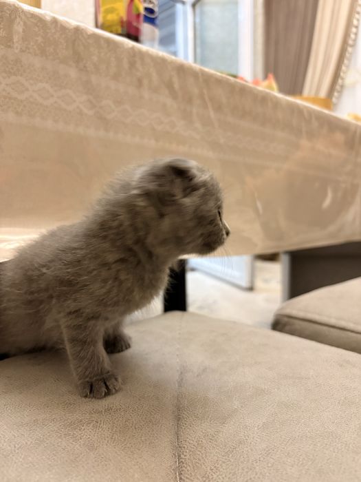 Mushuk Scottish Fold