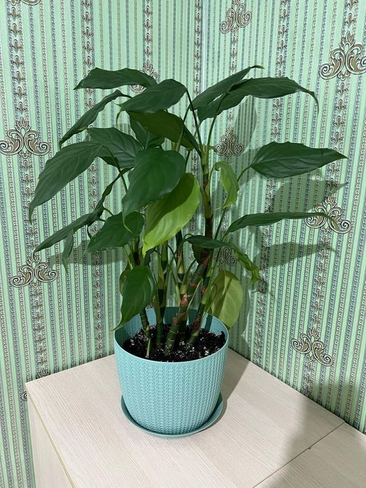 Декоративные комнатные цветы