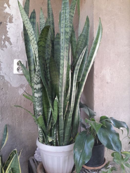 Продам сансевиерию