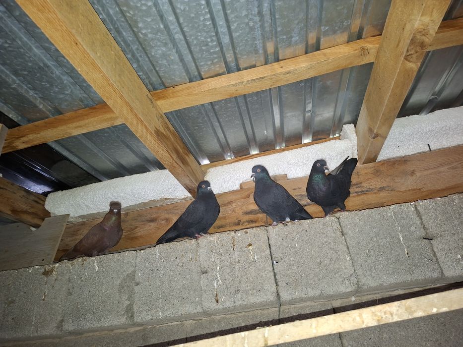 Продаётся бакинеские