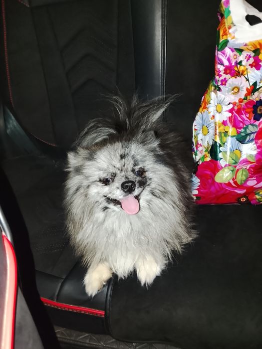 Шпиц померанский