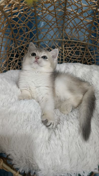 Продаётся чистокровная шотландская девочка
