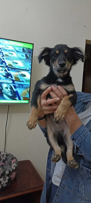 Милый и озорной щенок мальчик ищет дом .