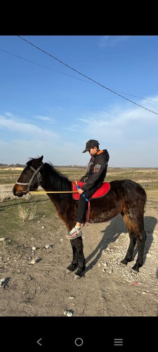 полукровка тай сатылады