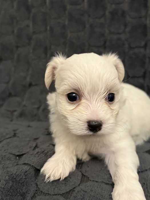 Pui bichon havanez x maltez