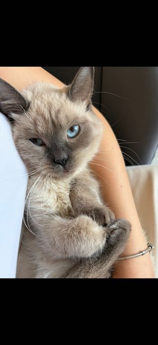 Потерялась кошка Алматы