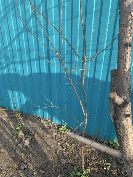 Продам саженцы абрикоса