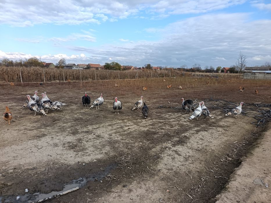 Vând curcani de casa