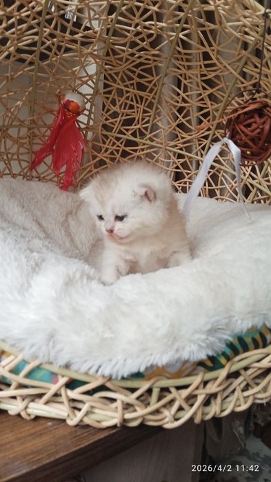 Britanski mushukchalar sotiladi