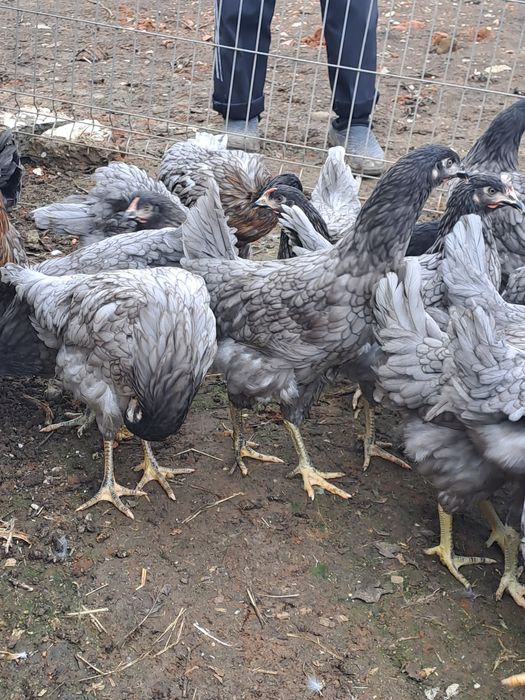 Puicute de oua de 4 luni