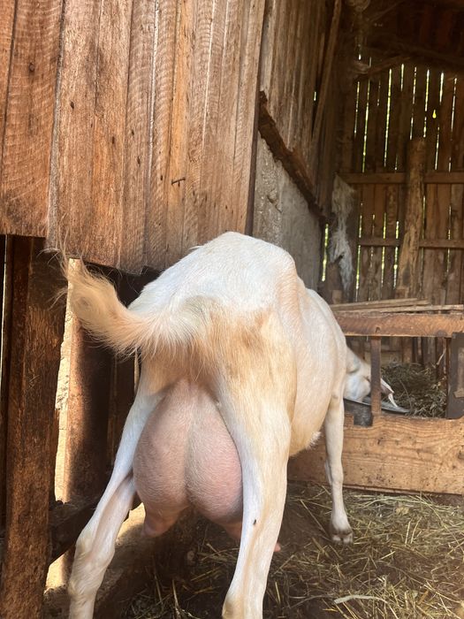 CAPRA ALBA de vanzare